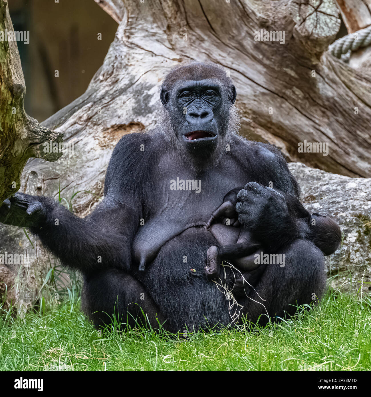 Gorilla, scimmia, femmina seduto in erba, ritratto di una grande ape con baby Foto Stock