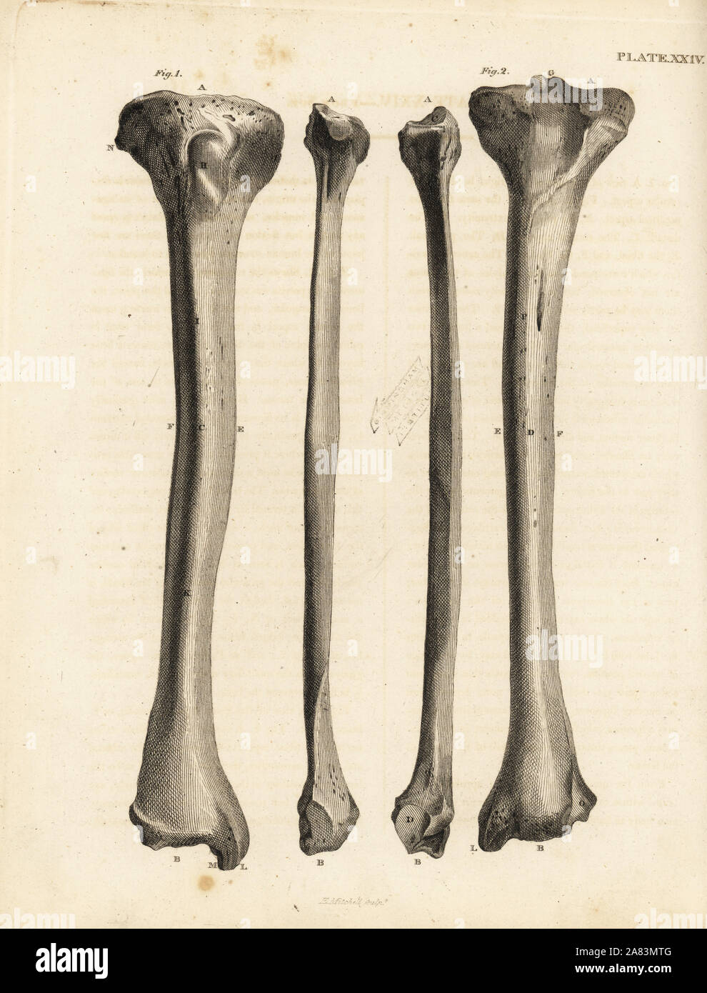 Viste della tibia ossa della gamba umana. Incisione su rame di Edward Mitchell dopo una illustrazione anatomica da Jean-Joseph Sue da John Barclay è una serie di incisioni di scheletro umano, MacLachlan e Stewart, Edimburgo, 1824. Foto Stock