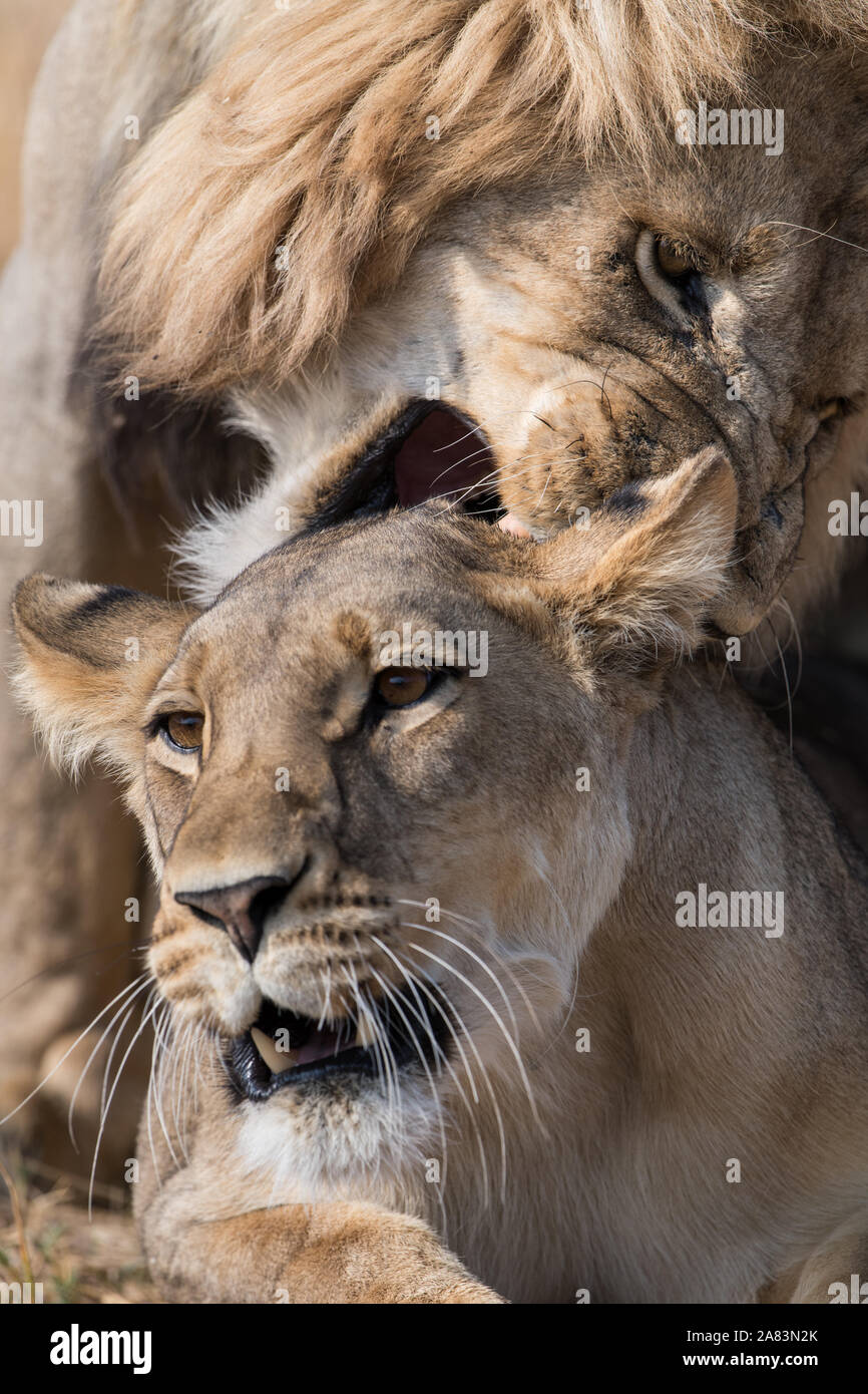 Coppia di accoppiamento dei leoni(panthera leo) in bella luce in NP MOREMI Khwai (), Botswana Foto Stock