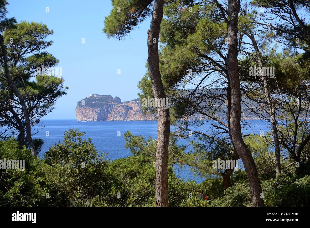Alberi di pino in Punta Giglio promontorio di Porto Conte Parco Naturale vicino ad Alghero in Sardegna. Capo Caccia cliff in background Foto Stock