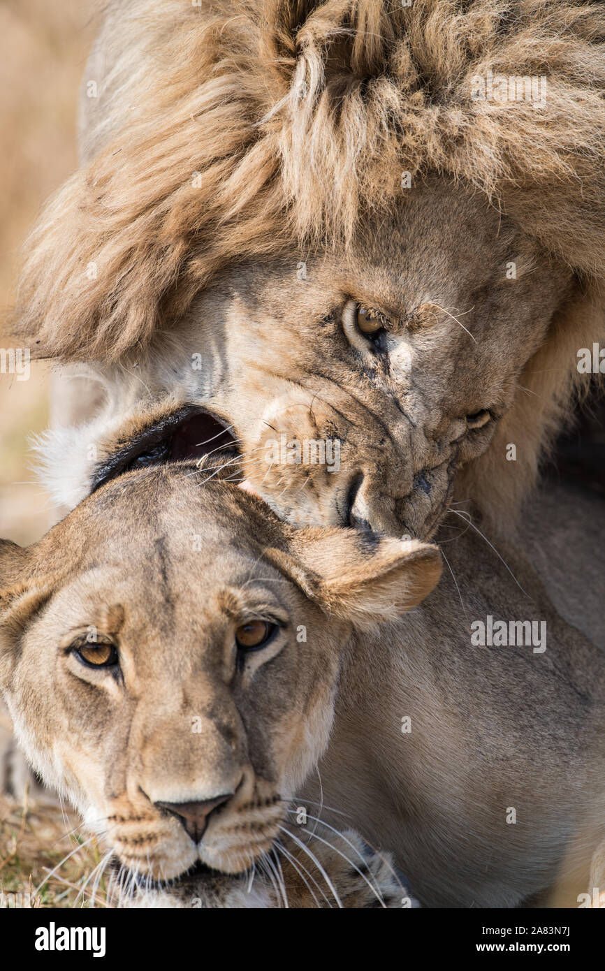 Coppia di accoppiamento dei leoni(panthera leo) in bella luce in NP MOREMI Khwai (), Botswana Foto Stock