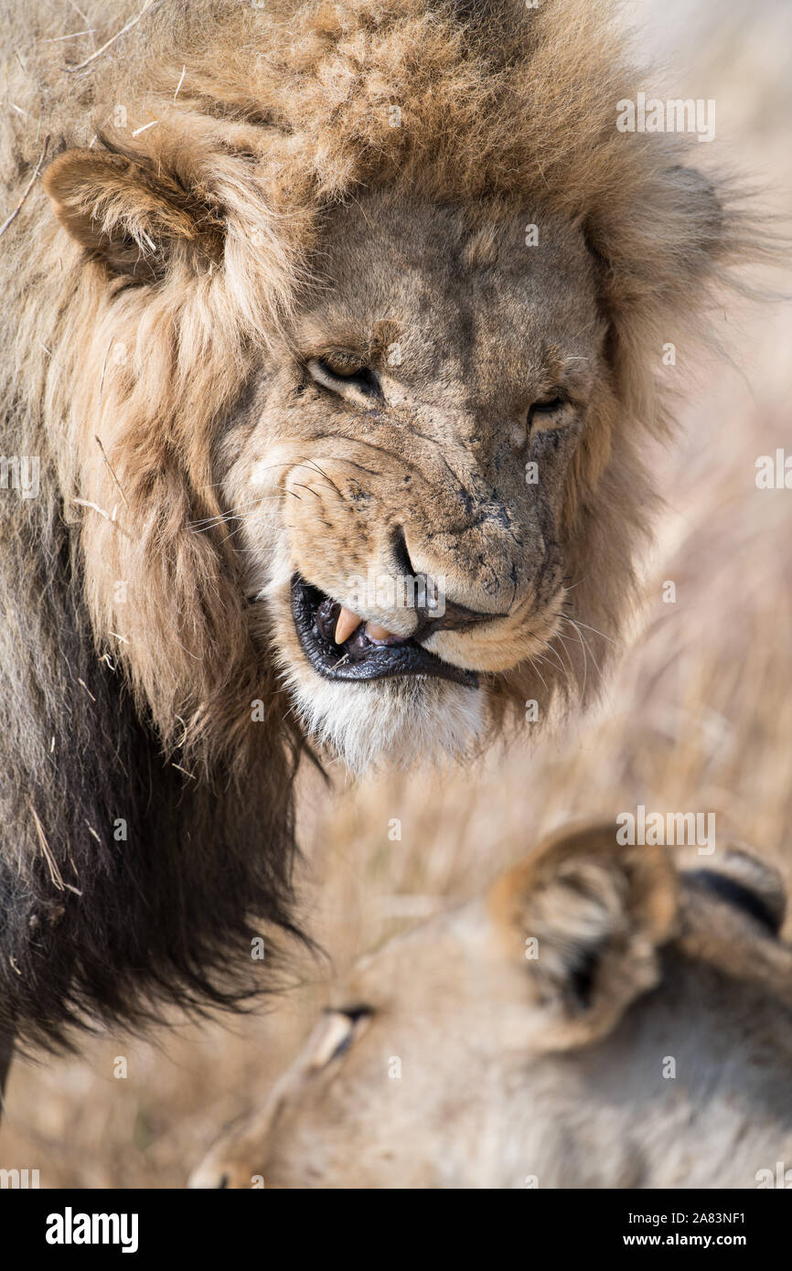 Coppia di accoppiamento dei leoni(panthera leo) in bella luce in NP MOREMI Khwai (), Botswana Foto Stock