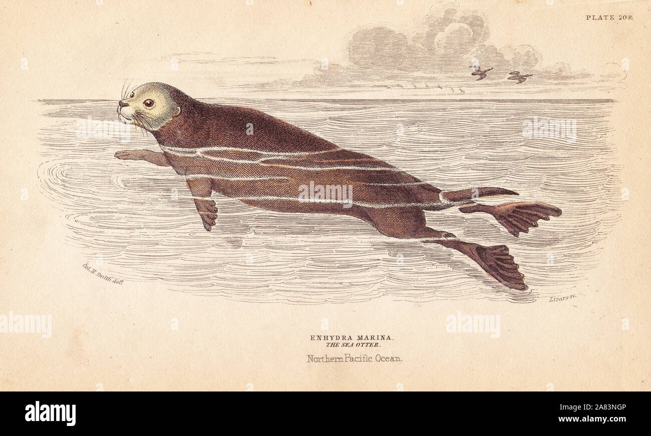Sea Otter, Enhydra lutris (Enhydra marina). In via di estinzione. Acciaio Handcolored incisione di Lizars dopo una illustrazione di Charles Hamilton Smith da William Jardine naturalista della biblioteca, Edimburgo, 1843. Foto Stock