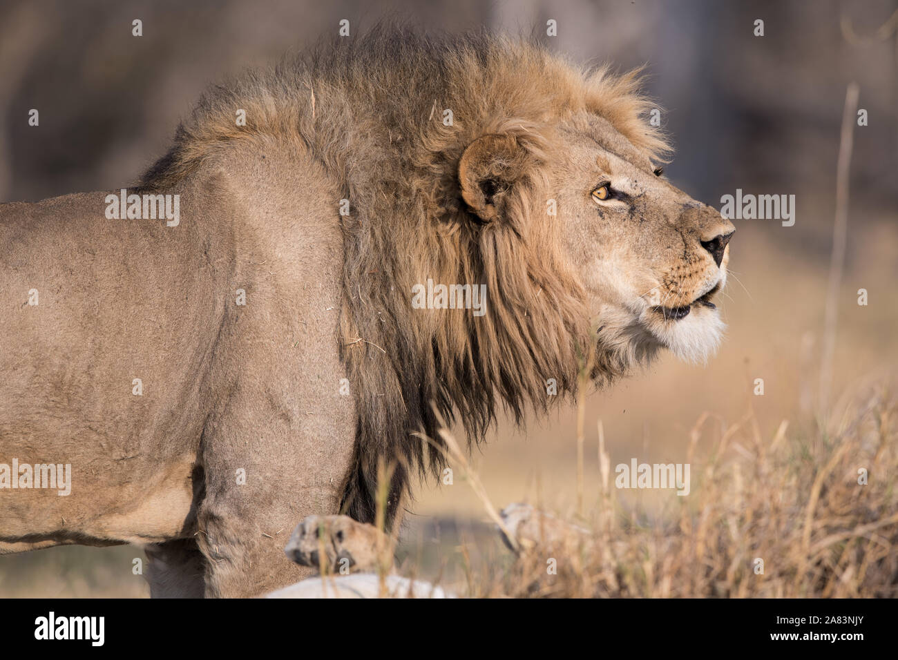 Coppia di accoppiamento dei leoni(panthera leo) in bella luce in NP MOREMI Khwai (), Botswana Foto Stock