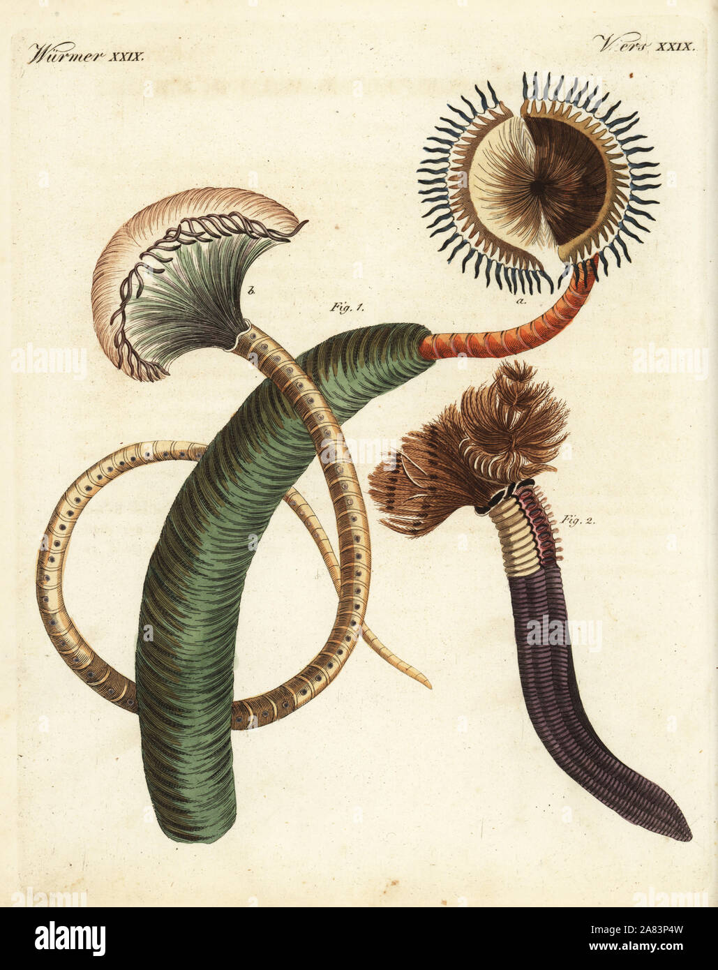 Peacock worm, Sabella pavonina e piumino worm, Bispira volutacornis. Handcolored incisione su rame da Friedrich Johann Bertuch's Bilderbuch fur Kinder (Picture Book per bambini), Weimar, 1823. Foto Stock