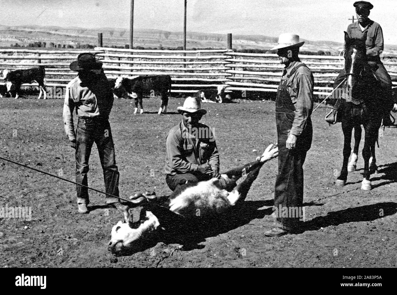 I cowboys con Legato mucca pronto per il branding ca 1938 Foto Stock
