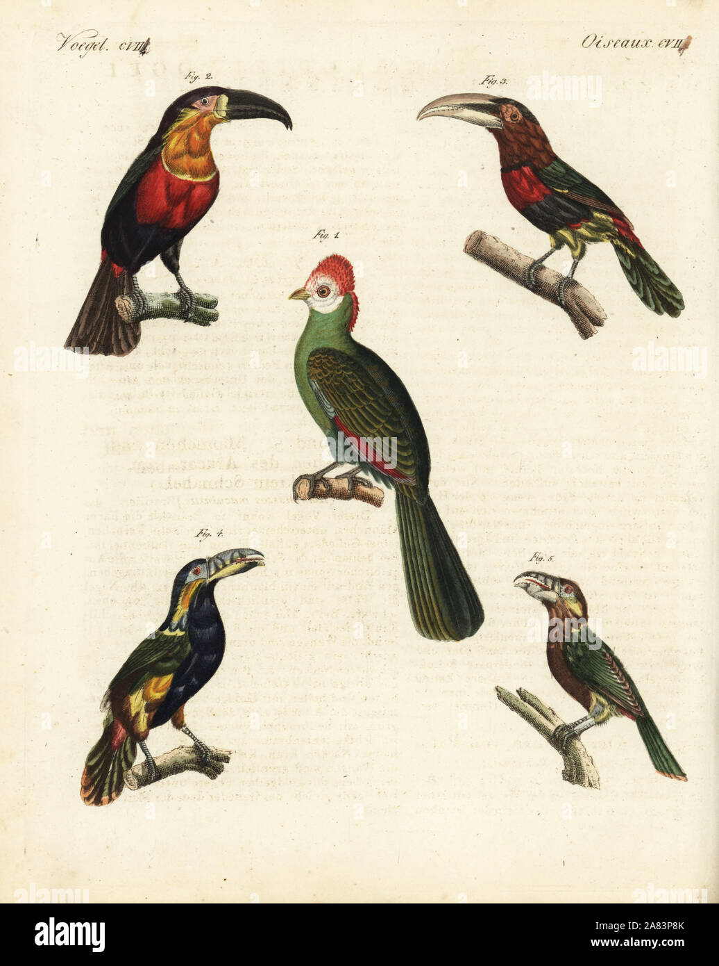 Rosso-crested's Turaco, Tauraco erythrolophus 1, verde-fatturati toucan, Ramphastos dicolorus 2, avorio-fatturati aracari, Pteroglossus azara 3 e spot-fatturati toucanet, Selenidera maculirostris, maschio 4 e femmina 5. Handcolored incisione su rame da Friedrich Johann Bertuch's Bilderbuch fur Kinder (Picture Book per bambini), Weimar, 1823. Foto Stock
