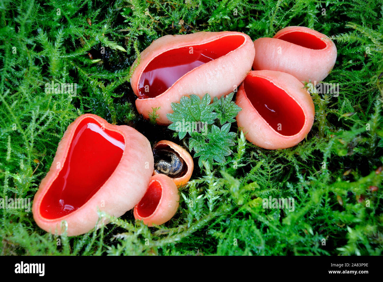 I coloratissimi Sarcoscypha austriaca, o la Scarlet Elf Cup, con un sonno Leopard Slug, Limax maximus raggomitolati all'interno. Foto Stock