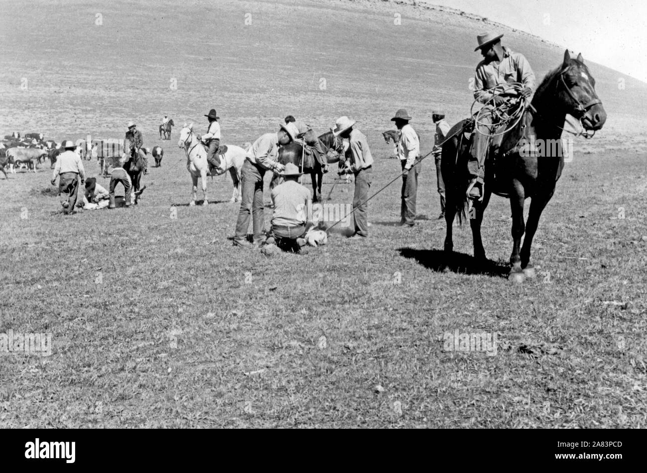 Gli uomini a piedi e a cavallo il Branding bovini 1938-1948 ca Foto Stock