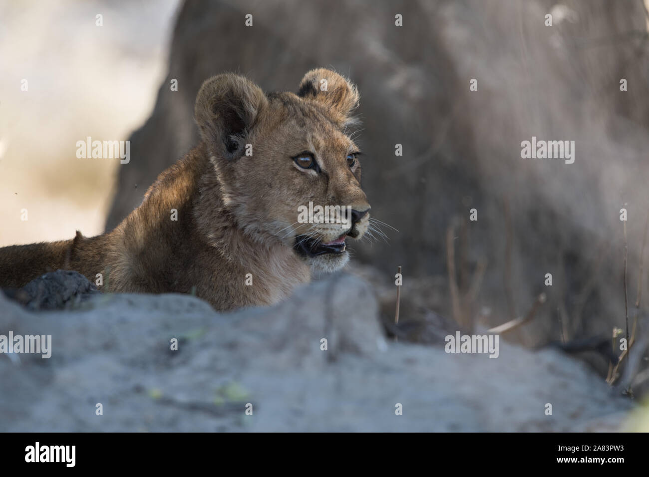 Lion cubs (panthera leo) appoggiato al termite mound in Moremi NP (Xini laguna), Botswana Foto Stock