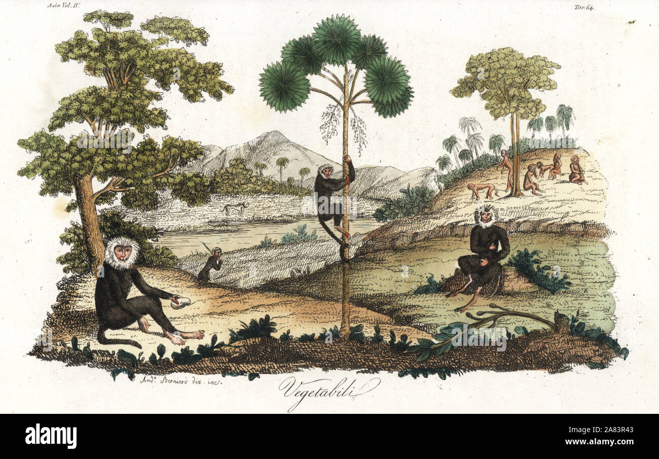 Toque scimmie macaco, Macaca sinica (pericolo) tra l'albero del pane alberi, Artocarpus altilis e talipot palm, Corypha umbraculifera, in Sri Lanka. Copperplate Handcolored disegnati e incisi da Andrea Bernieri da Giulio Ferrario le antiche e moderne costumi di tutti i popoli del mondo, Firenze, Italia, 1844. Foto Stock