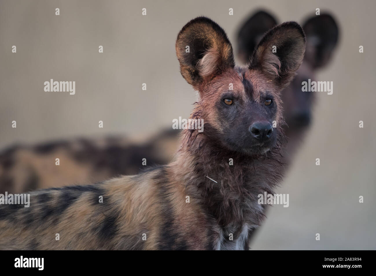 Close up di African wild dog (lycaonpictus) con il volto insanguinato e altri pack di soci in background in NP MOREMI Khwai (fiume), il Botswana Foto Stock