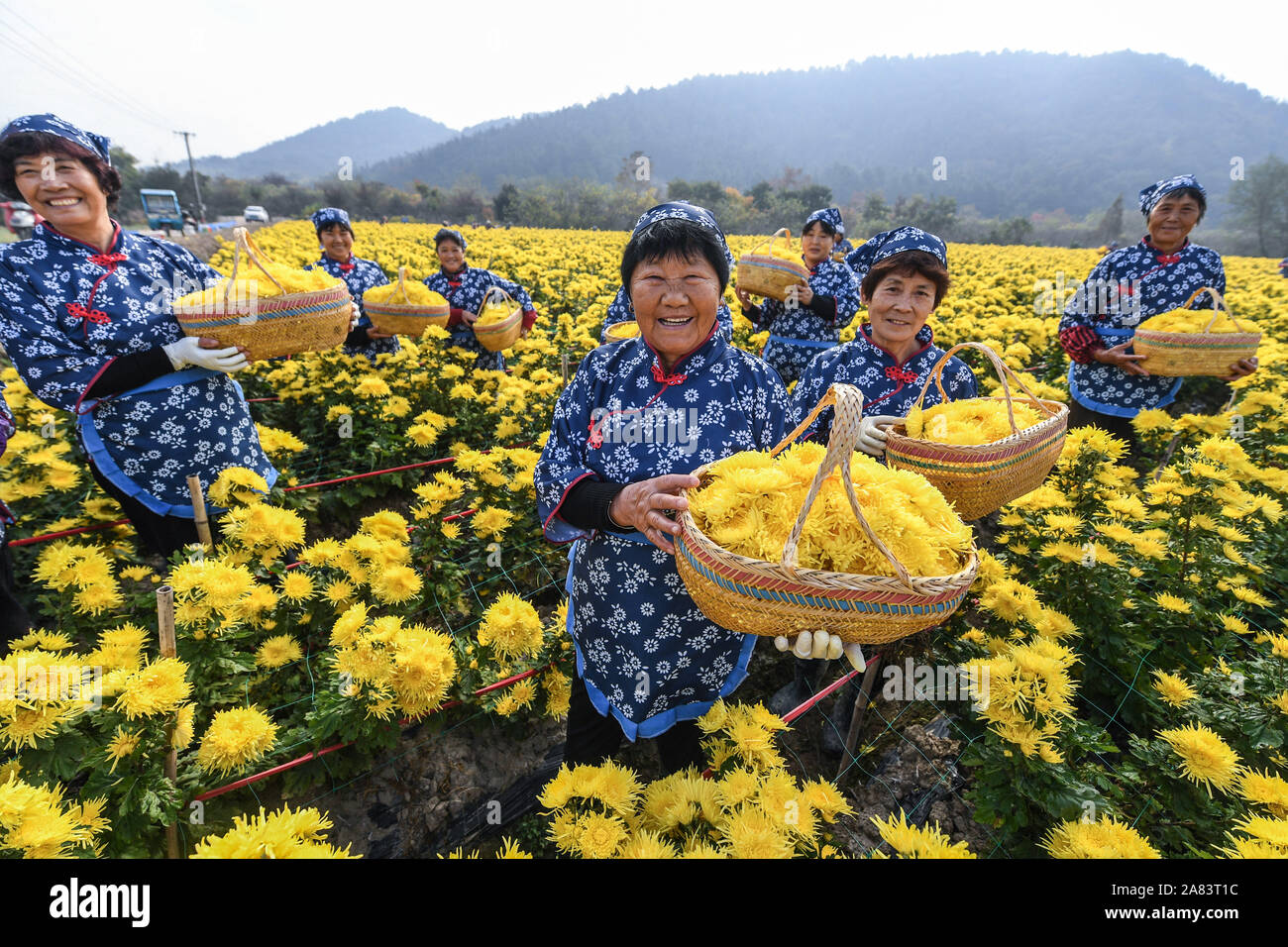 Changxing cinese della provincia dello Zhejiang. 6 Nov, 2019. Le persone mostrano appena prelevato crisantemo fiori in una piantagione in Zhongshan villaggio di Changxing County, est della Cina di Provincia dello Zhejiang, nov. 6, 2019. Credito: Xu Yu/Xinhua/Alamy Live News Foto Stock