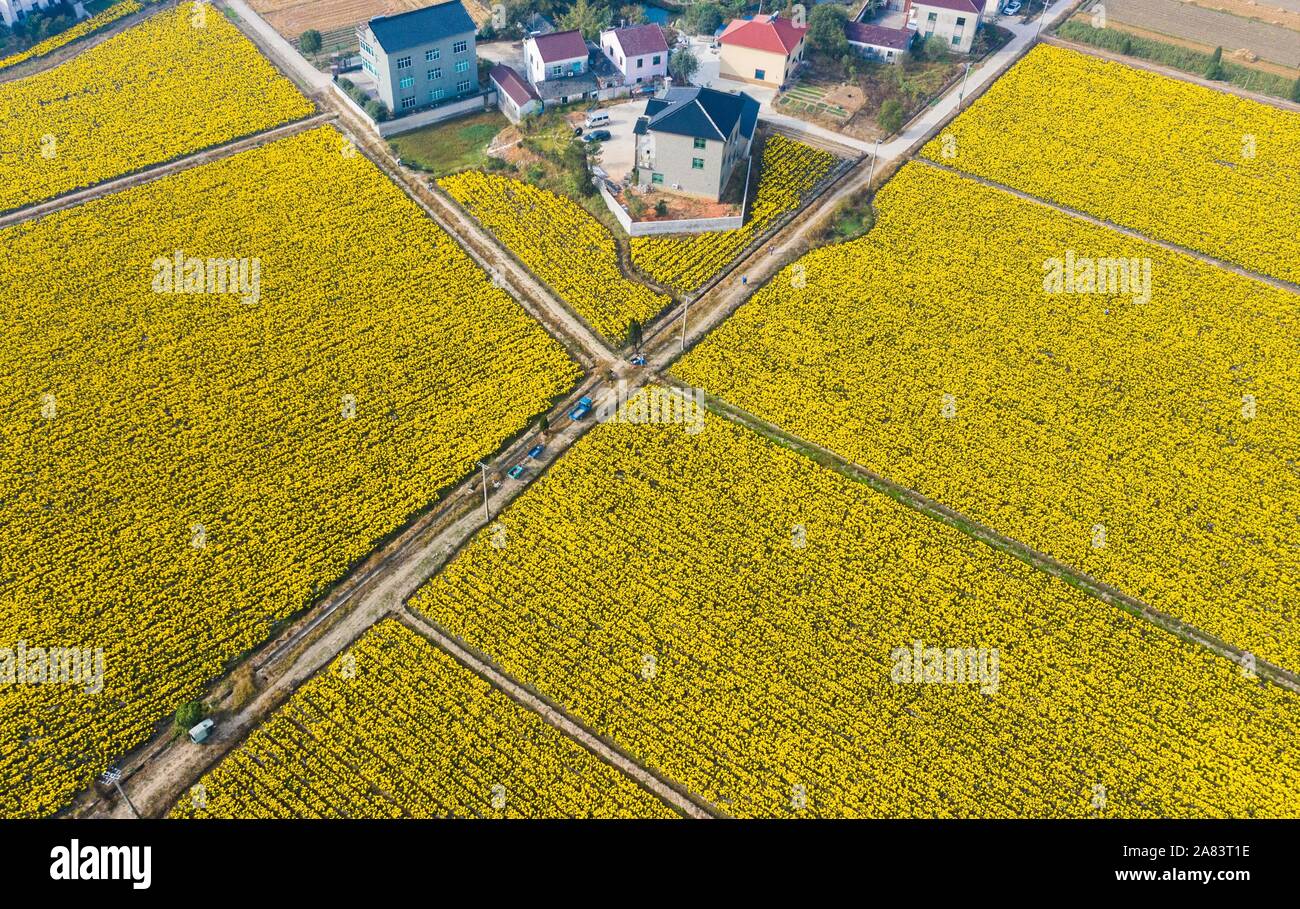 Changxing. 6 Nov, 2019. Foto aerea adottate il 9 novembre 6, 2019 mostra un crisantemo piantagione in Zhongshan villaggio di Changxing County, est della Cina di Provincia dello Zhejiang. Credito: Xu Yu/Xinhua/Alamy Live News Foto Stock