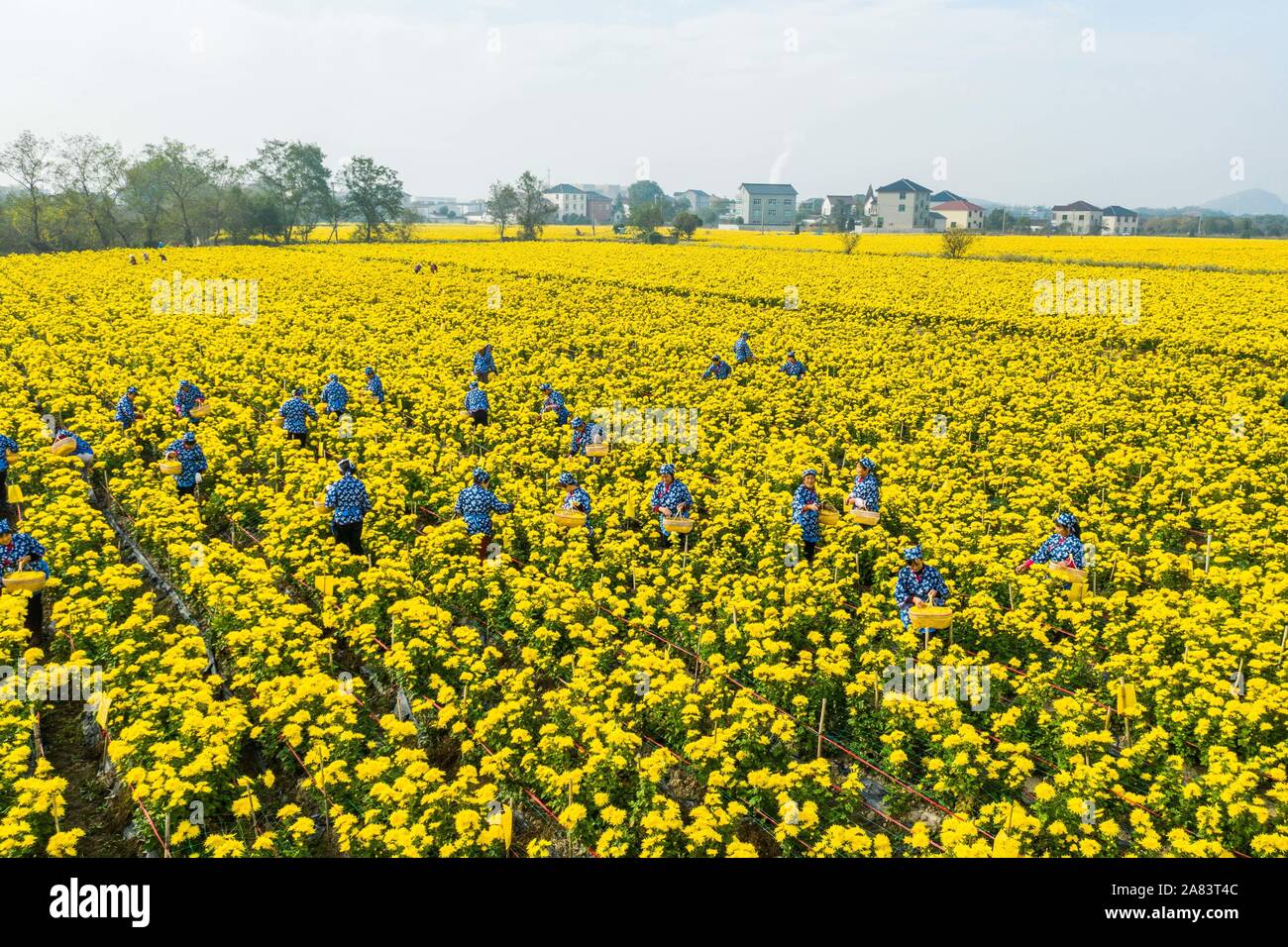 Changxing. 6 Nov, 2019. Foto aerea adottate il 9 novembre 6, 2019 mostra persone picking crisantemo fiori in una piantagione in Zhongshan villaggio di Changxing County, est della Cina di Provincia dello Zhejiang. Credito: Xu Yu/Xinhua/Alamy Live News Foto Stock