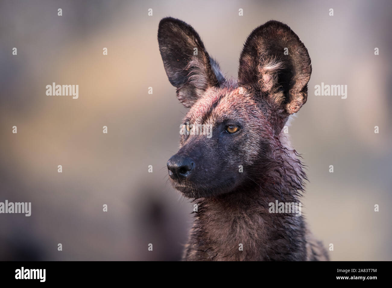 Close up di African wild dog (lycaonpictus) con il volto insanguinato e altri pack di soci in background in NP MOREMI Khwai (fiume), il Botswana Foto Stock