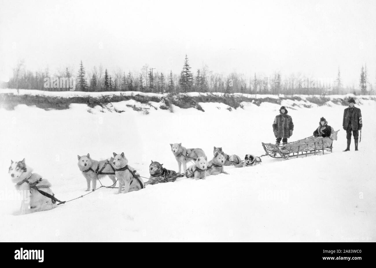 Cani da slitta 1900-1927 team Foto Stock