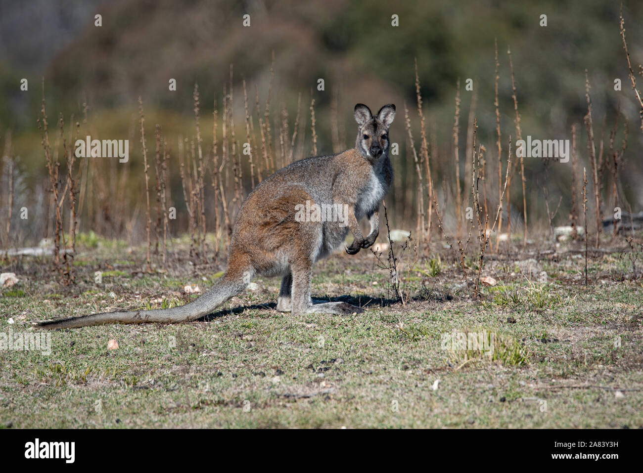 Swamp Wallaby Wallabia (bicolore) Foto Stock