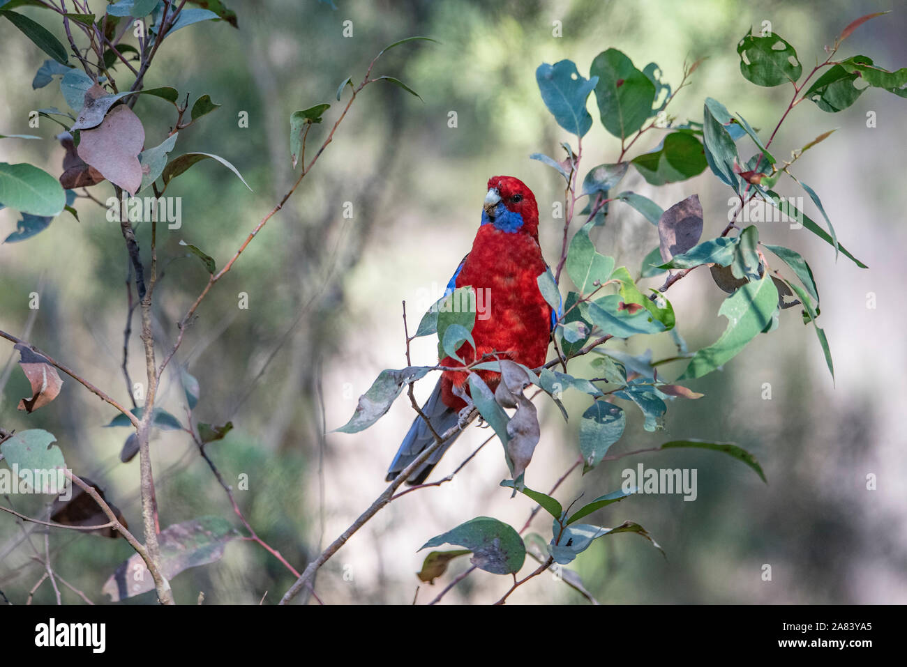 Crimson Rosella, Platycercus elegans, su un ramo di albero Foto Stock