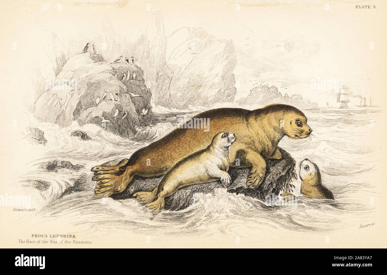 Guarnizione barbuto, Erignathus barbatus (Lepre di mare dei russi, Phoca leporina). Acciaio Handcolored incisione di W.H. Lizars dopo una illustrazione di James Stewart da Robert Hamilton della Amphibious Carnivora, parte di Sir William Jardine Naturalista dell's Library: Mammalia, Edimburgo, 1839. Foto Stock