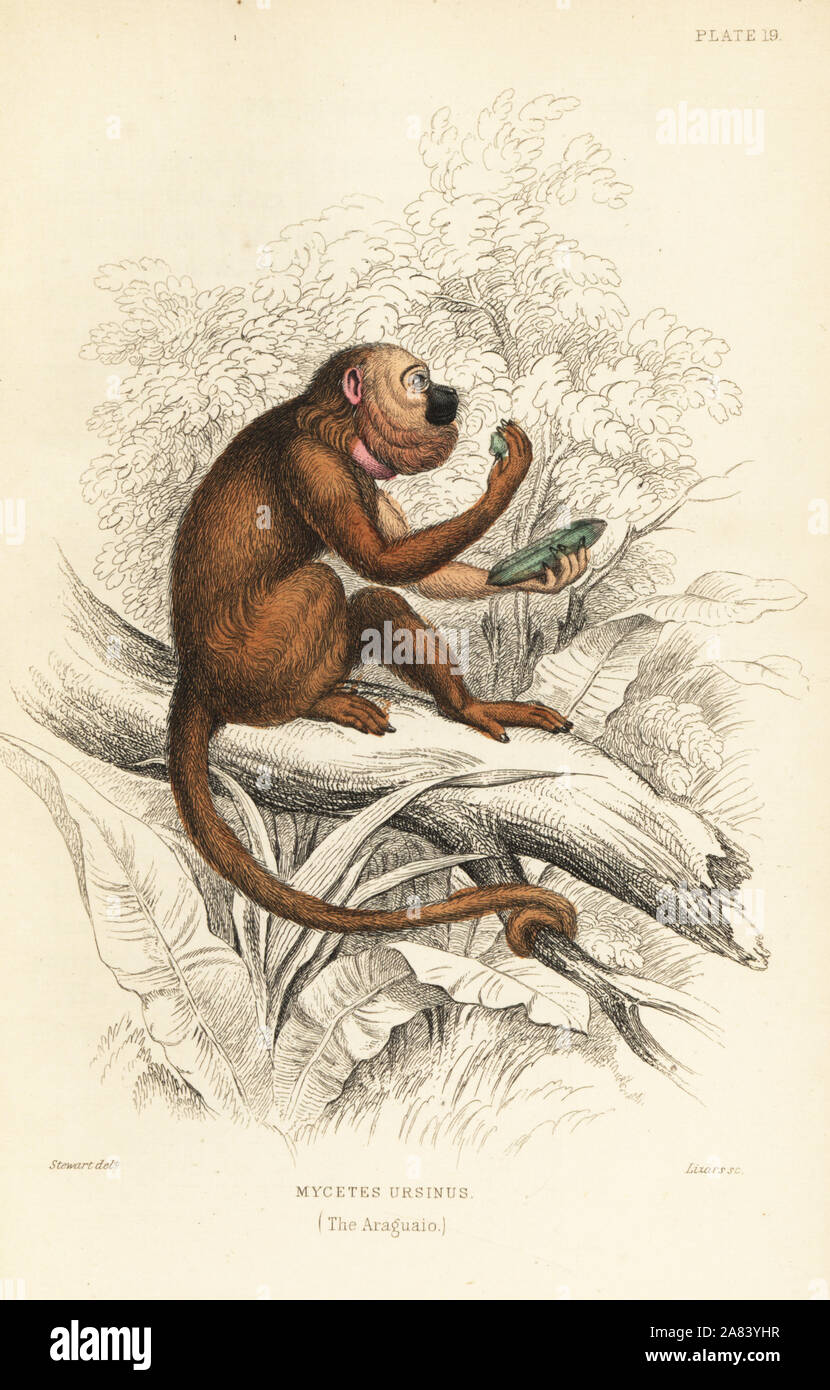 Brown scimmia urlatrice, Alouatta guariba, mangiare un frutto guaba, Inga edulis. (Araguato, Miceti ursinus.) specie gravemente minacciate. Acciaio Handcolored incisione di W.H. Lizars dopo una illustrazione di James Stewart da Sir William Jardine Naturalista dell's Library: scimmie, Edimburgo, 1844. Foto Stock