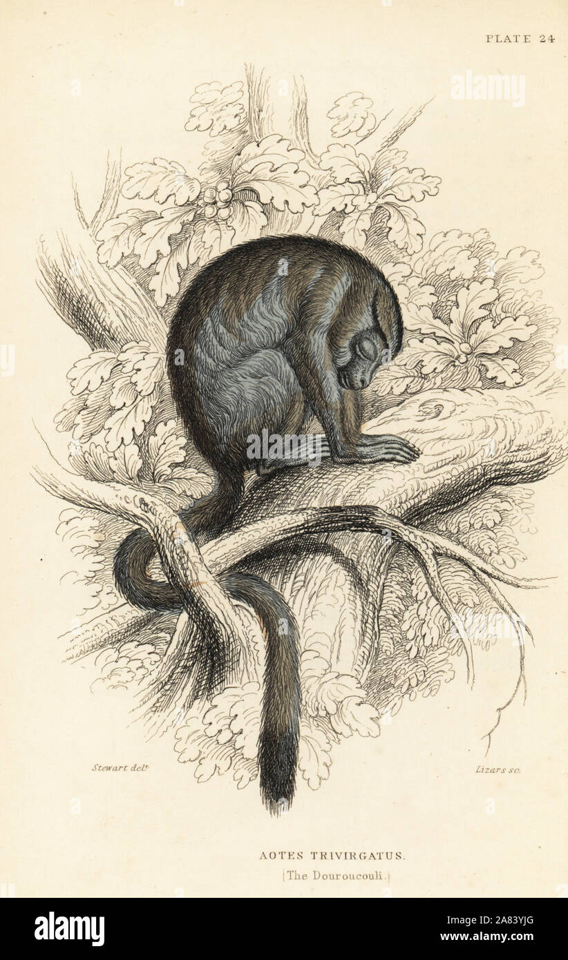 A tre strisce di scimmia di notte, Aotus trivirgatus (Douroucouli, Aotes trivirgatus). Acciaio Handcolored incisione di W.H. Lizars dopo una illustrazione di James Stewart da Sir William Jardine Naturalista dell's Library: scimmie, Edimburgo, 1844. Foto Stock