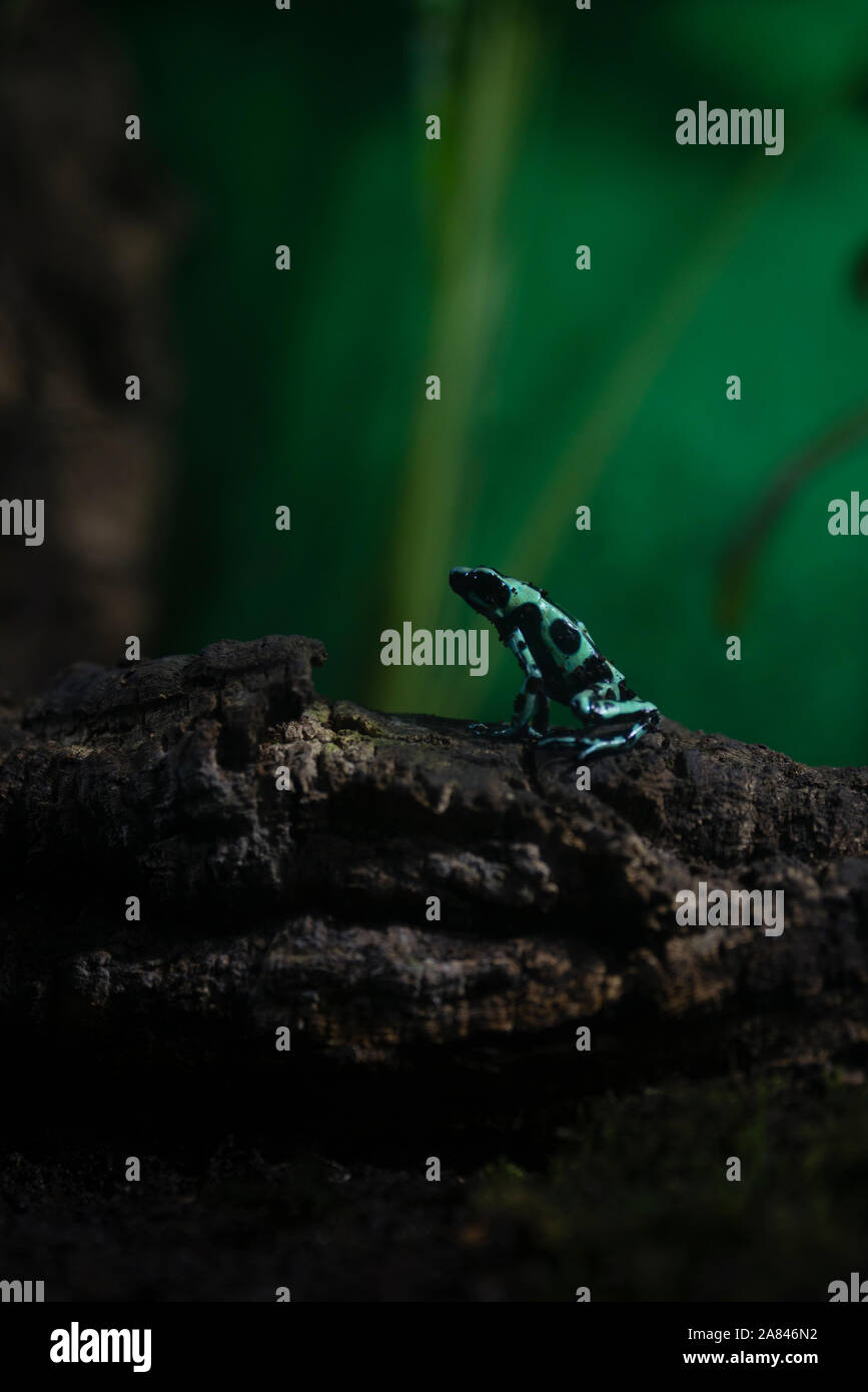 Verde e nero Poison Dart Frog appollaiato sul ramo Foto Stock