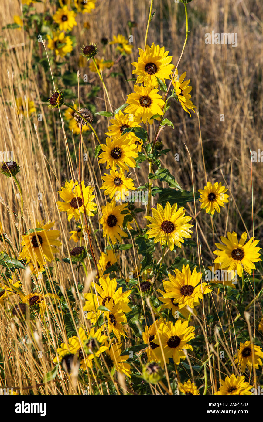 Questo è un bellissimo esempio di un comune impianto di semi di girasole (Helianthus annuus) in un campo all'estremità nord di Layton, Utah, Stati Uniti d'America. Foto Stock