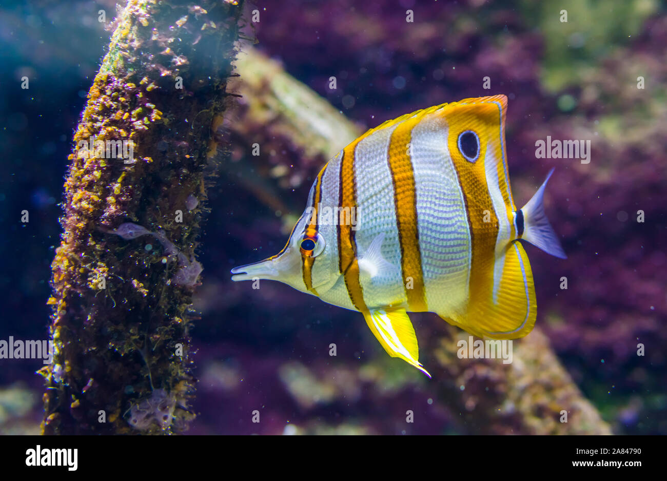 Copperband pesci farfalla, tropicale e colorati pesci della specie dall'oceano pacifico Foto Stock