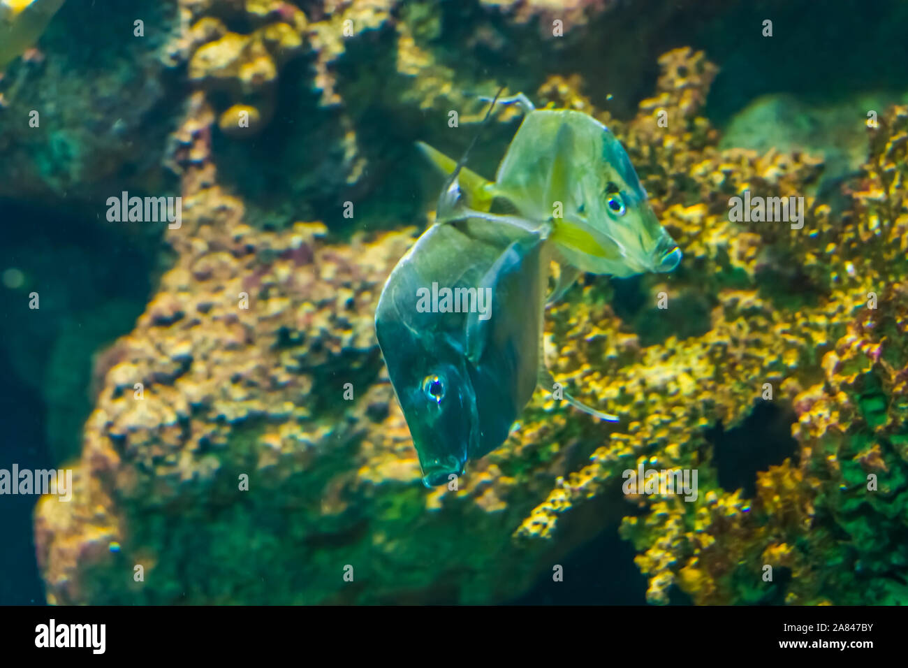 Lookdown pesci giovane nuoto insieme, funny argento pesce piatto, tropicali specie animale dall'oceano atlantico Foto Stock