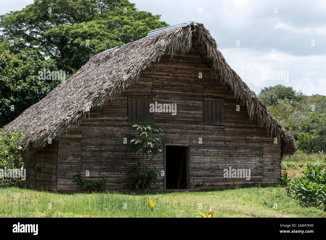 Un tetto di paglia coperto con foglie di palmo sopra una foglia di tabacco capannone di essiccazione nella Valle de Vinales, Pinar del Río Provincia, Cuba Ovest, dall'UNESCO il cu Foto Stock