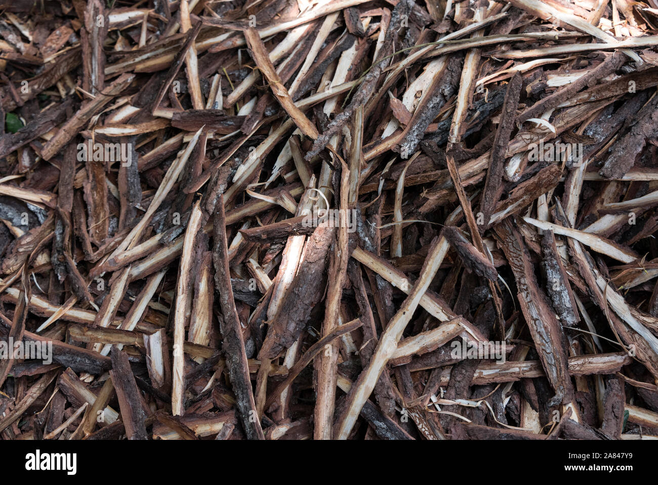 Trucioli di corteccia da poli lunghi che sono utilizzate per il fumo essiccato di appendere le foglie di tabacco all'interno di essiccazione del tabacco getta sulla coltivazione del tabacco di fattorie in Vall Foto Stock