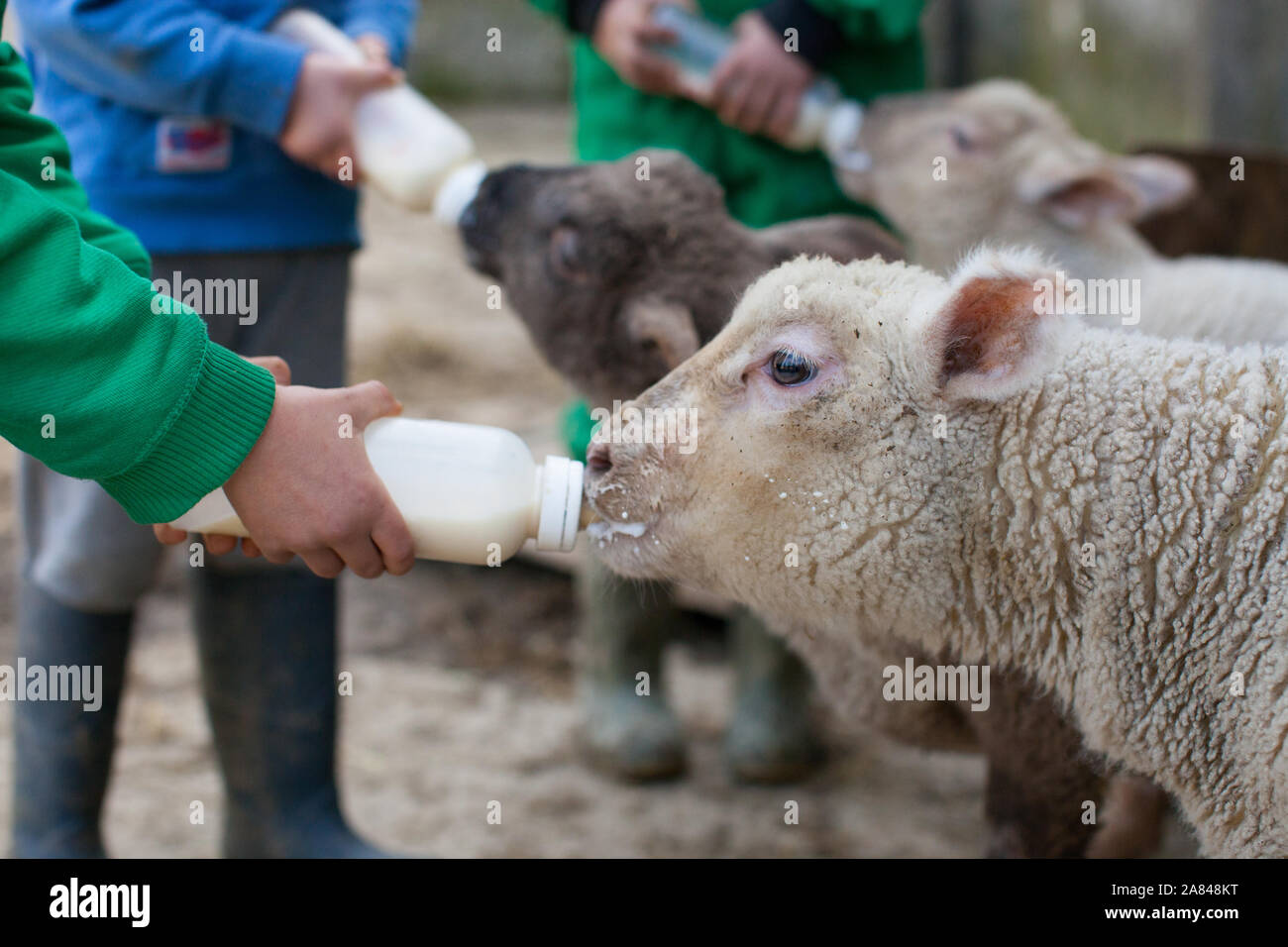 Latte di agnello immagini e fotografie stock ad alta risoluzione - Alamy