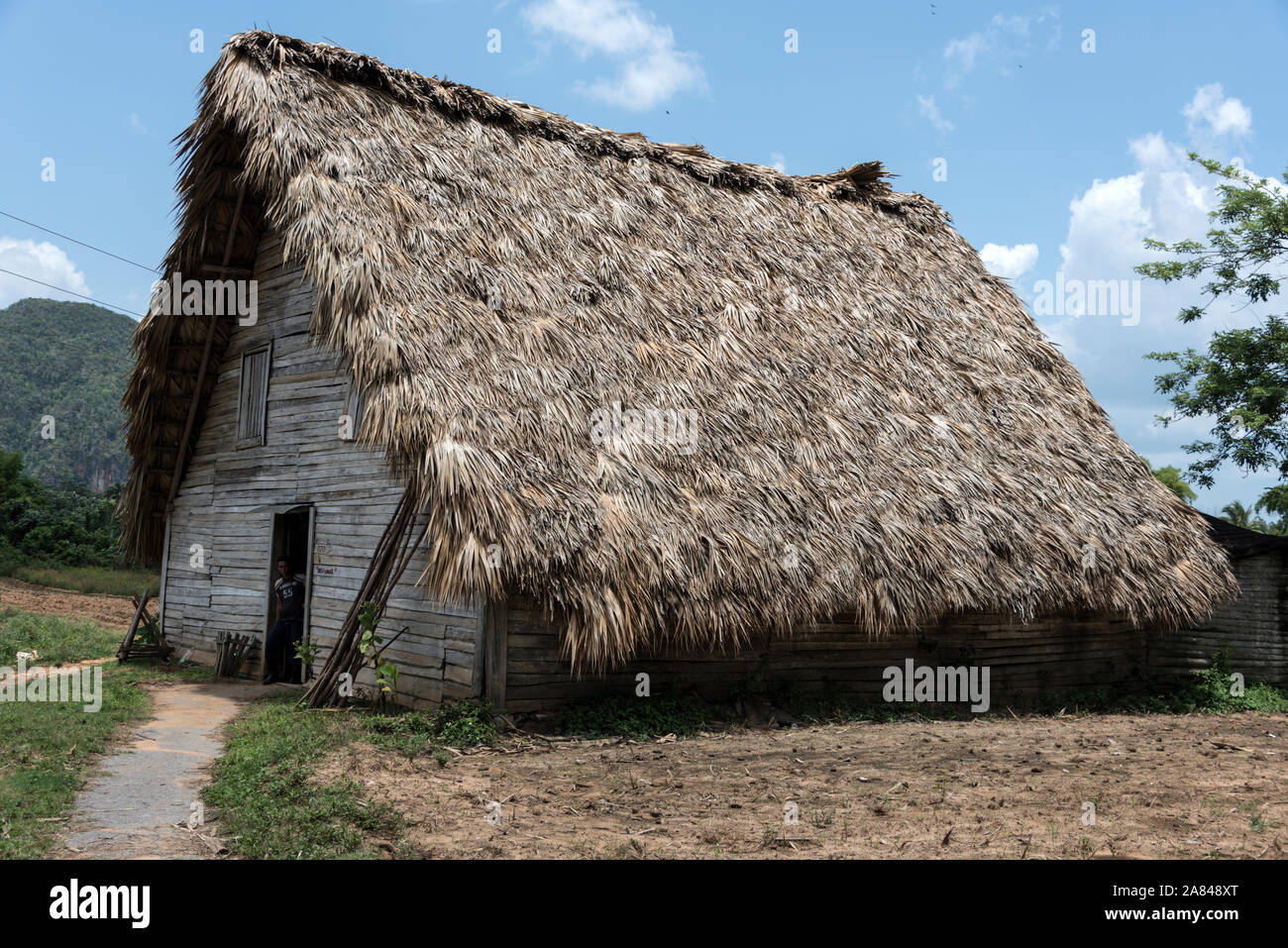 Un tetto di paglia ricoperto di foglie di palma sopra un capannone di essiccazione delle foglie di tabacco nella Valle de Vinales, provincia di Pinar del Río, terra culturale mondiale dell'UNESCO Foto Stock