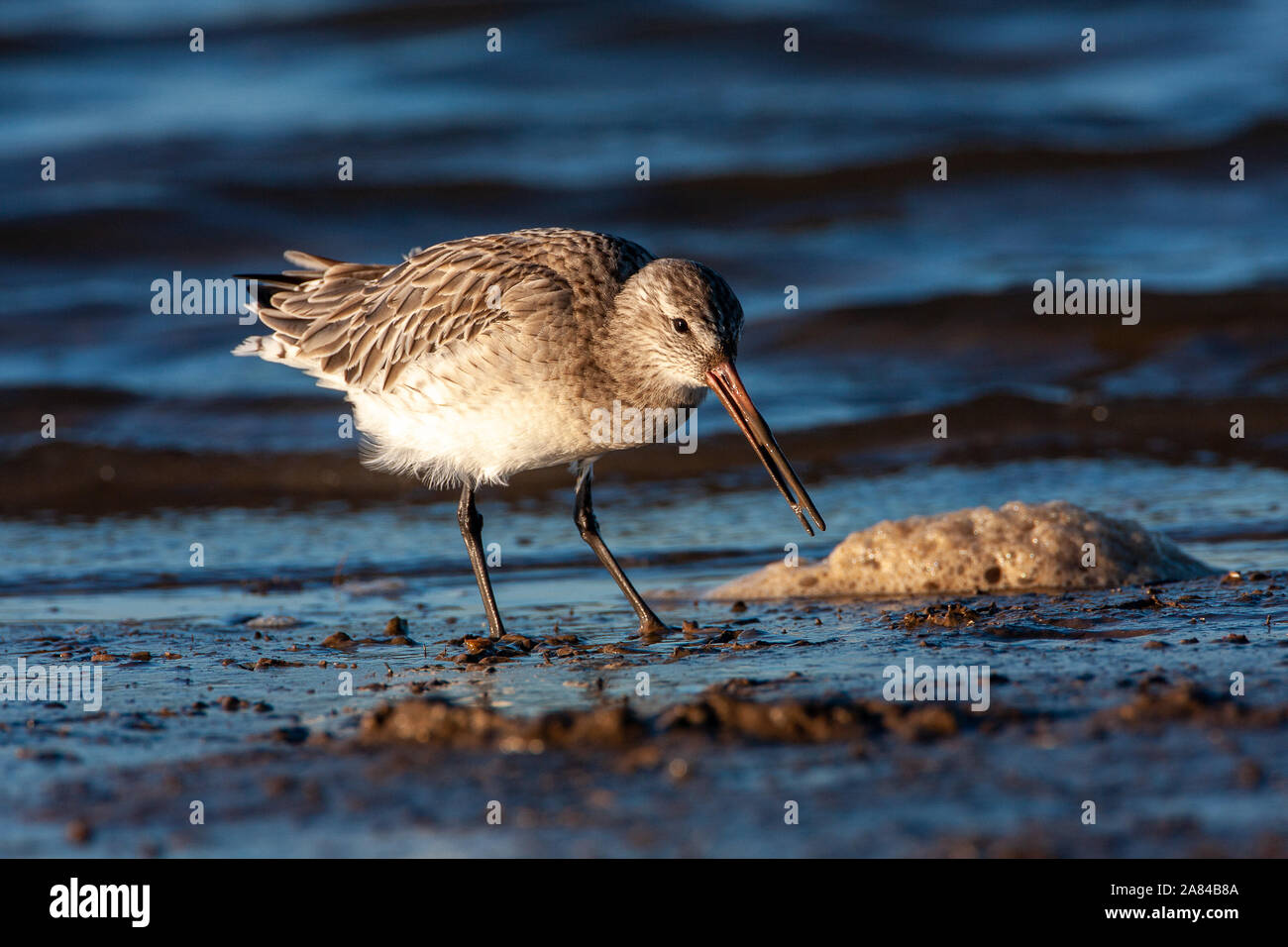 Bar-tailed godwit, Limosa lapponica, Norfolk, Regno Unito Foto Stock