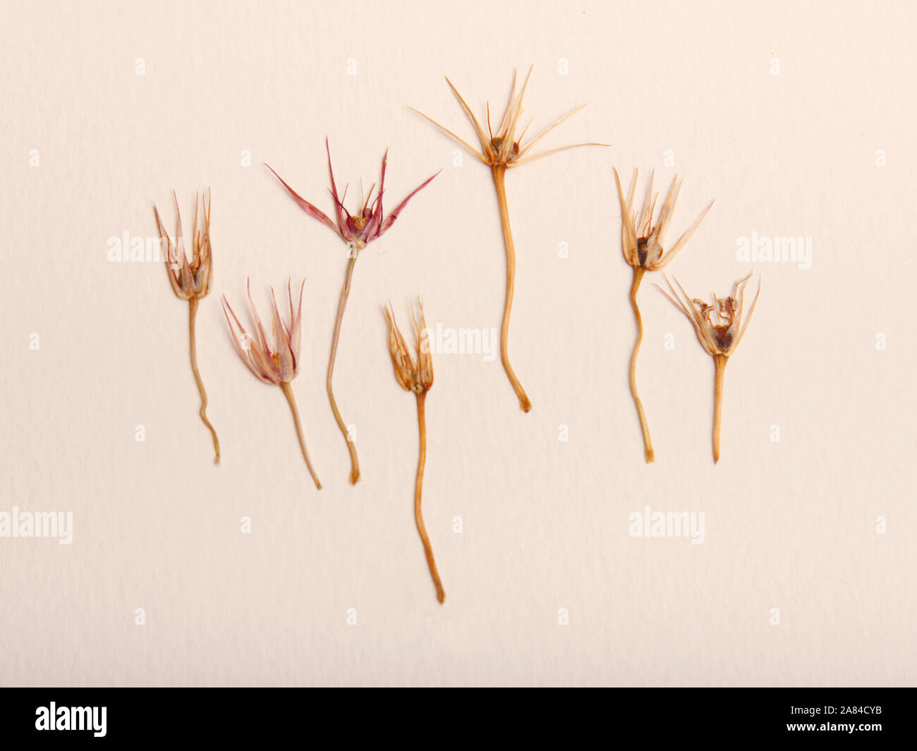 Pressate di primavera estate giallo fiori rosa su un foglio di carta la configurazione di sfondo. Per uso in Scrapbooking fiorai o erbario. Foto Stock