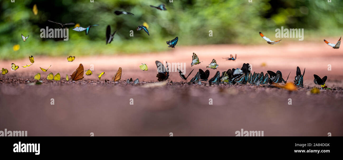 Lo sbandieramento dei meccanismi di volo in insetti Foto Stock