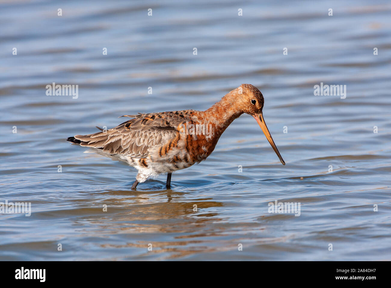 Nero-tailed Godwit (Limosa limosa), Norfolk, Regno Unito Foto Stock