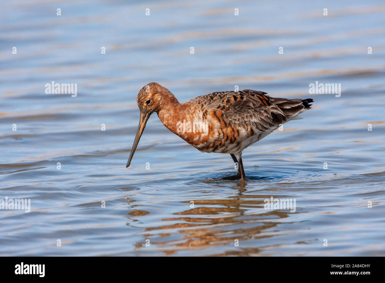 Nero-tailed Godwit (Limosa limosa), Norfolk, Regno Unito Foto Stock