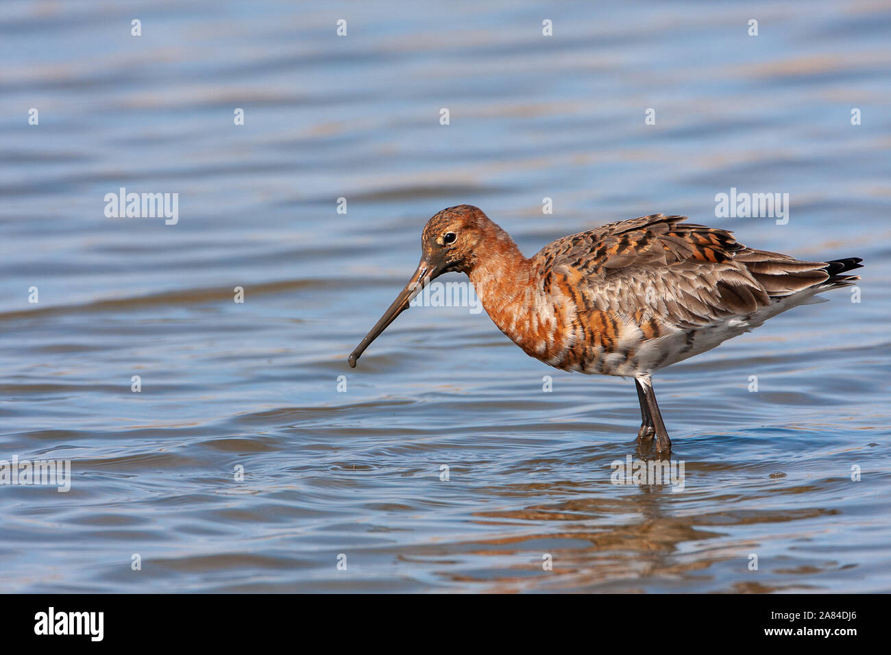 Nero-tailed Godwit (Limosa limosa), Norfolk, Regno Unito Foto Stock