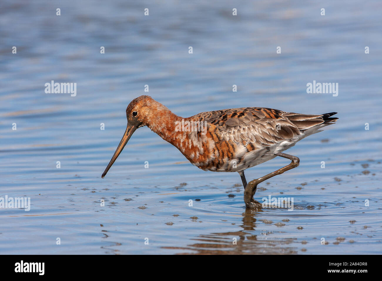 Nero-tailed Godwit (Limosa limosa), Norfolk, Regno Unito Foto Stock