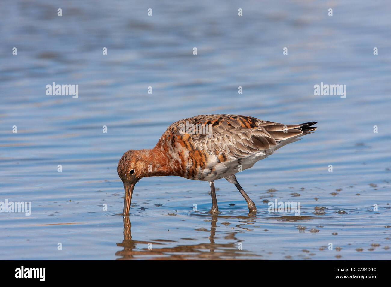 Nero-tailed Godwit (Limosa limosa), Norfolk, Regno Unito Foto Stock