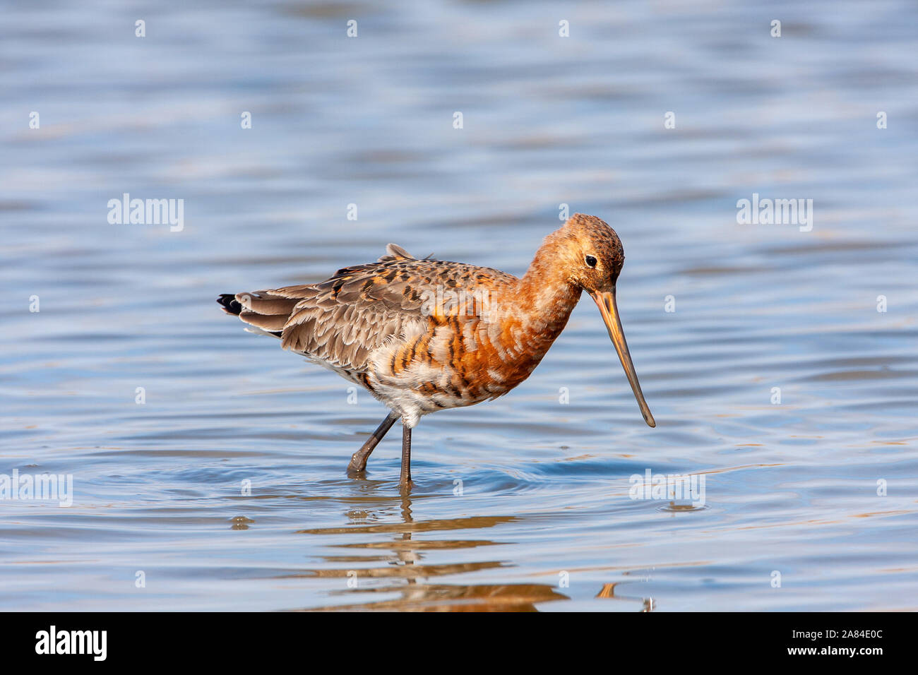 Nero-tailed Godwit (Limosa limosa), Norfolk, Regno Unito Foto Stock