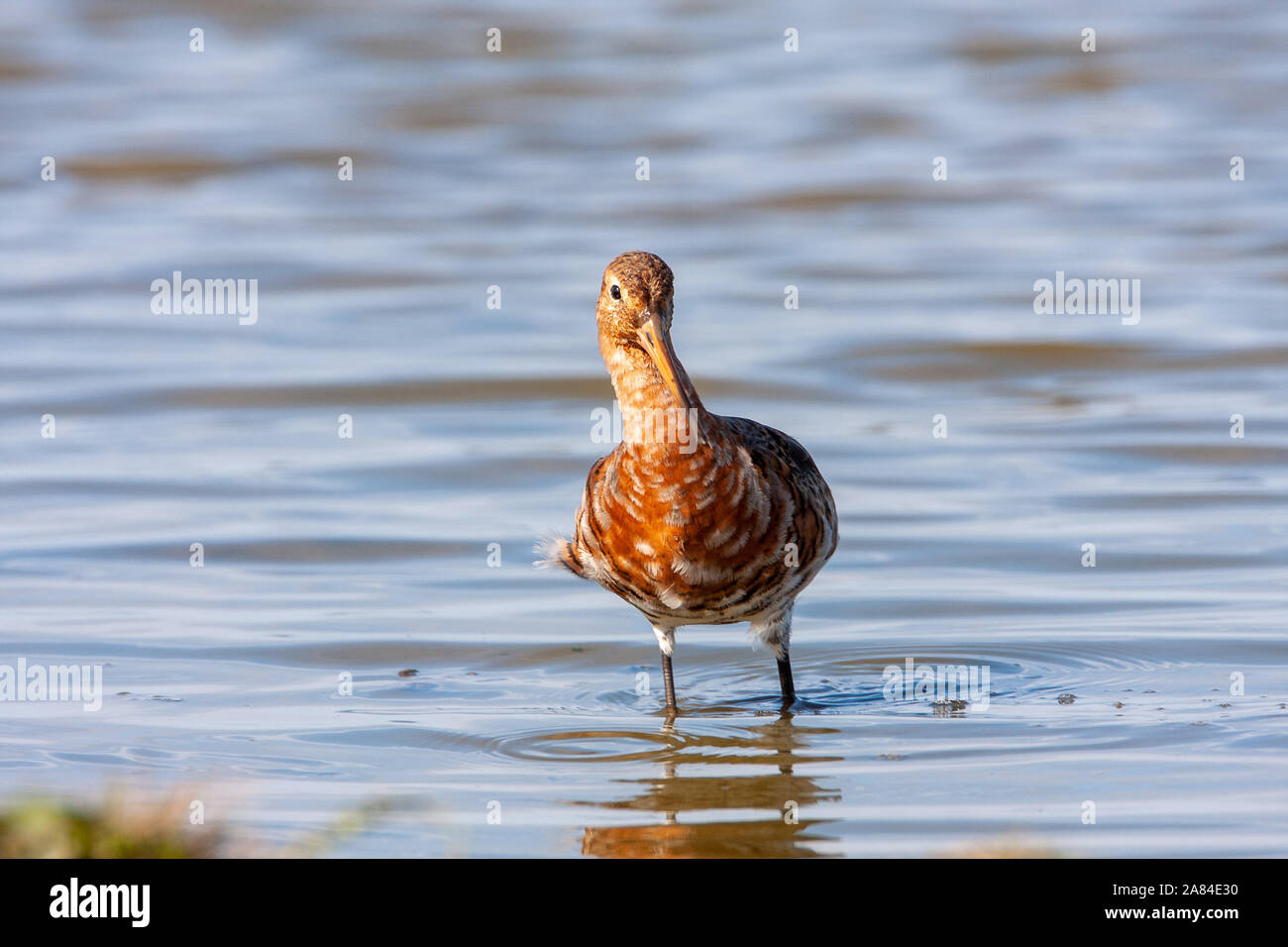 Nero-tailed Godwit (Limosa limosa), Norfolk, Regno Unito Foto Stock