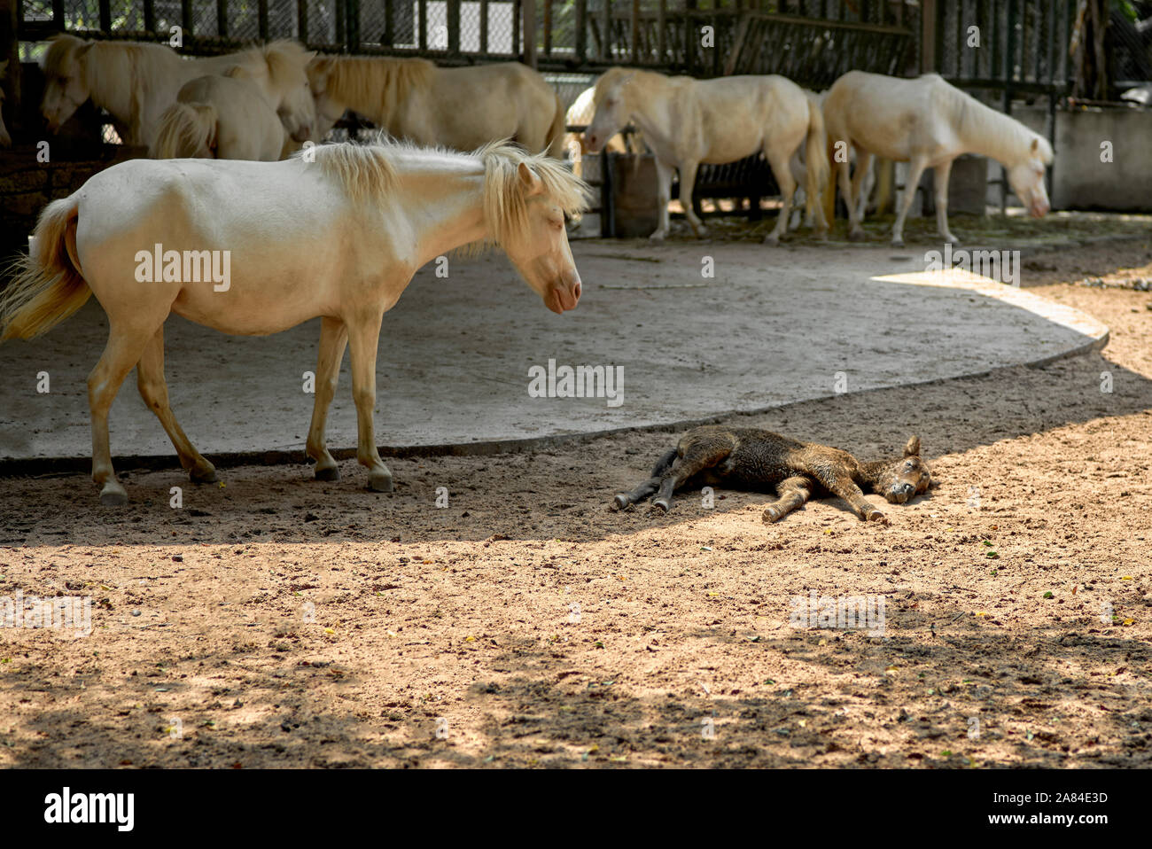 Cavallo guardando dormire puledro. Madre con puledro tenendo un occhio vigile Foto Stock