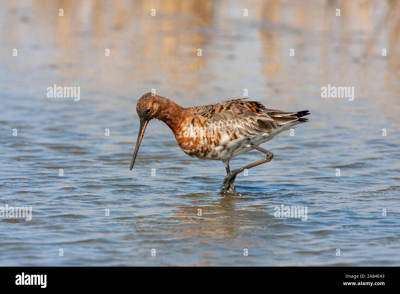 Nero-tailed Godwit (Limosa limosa), Norfolk, Regno Unito Foto Stock