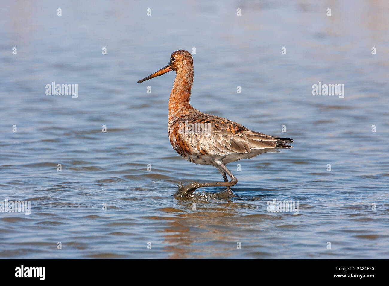 Nero-tailed Godwit (Limosa limosa), Norfolk, Regno Unito Foto Stock