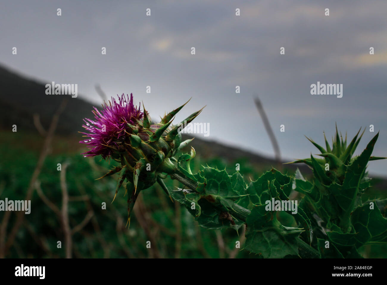 Silybum Millefiori Foto Stock