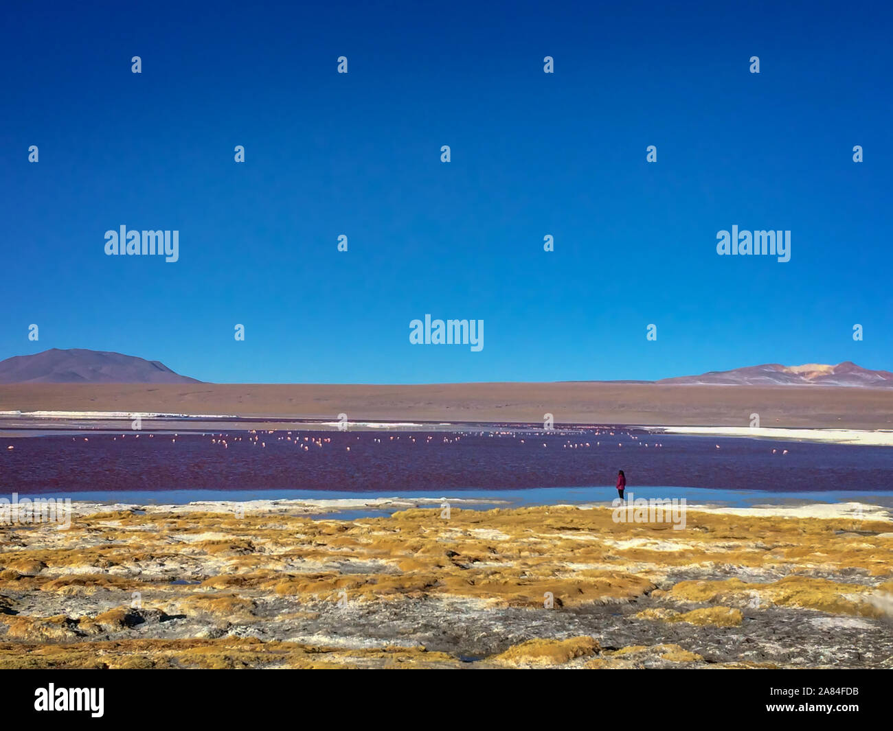 Vista della Laguna Colorada, colorato Salt Lake in Sur Lipez provincia, Potosi, Bolivia Foto Stock