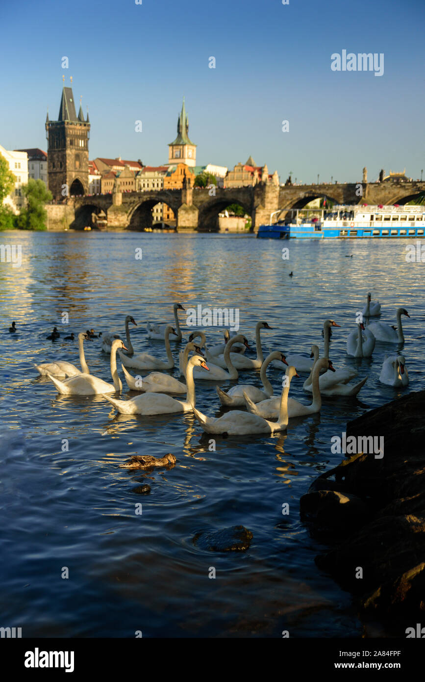 Cigni bianchi vicino al Ponte Carlo sul fiume Moldava a Praga, Repubblica Ceca Foto Stock